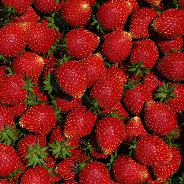 فراولة
